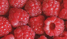 Fresh Raspberries