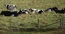 Culver's Farm Fresh Dairy